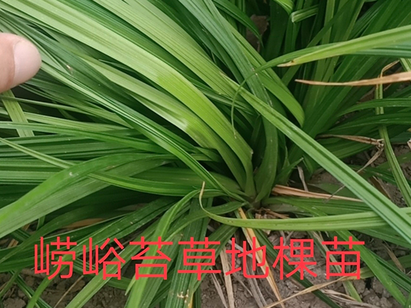 崂峪苔草地棵苗