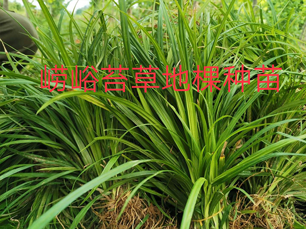 崂峪苔草地棵苗