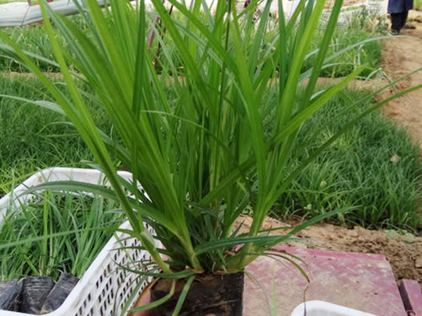 青绿苔草什么时候种植？