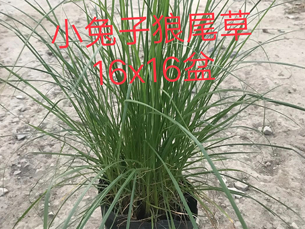 小兔子狼尾草应该怎么养？