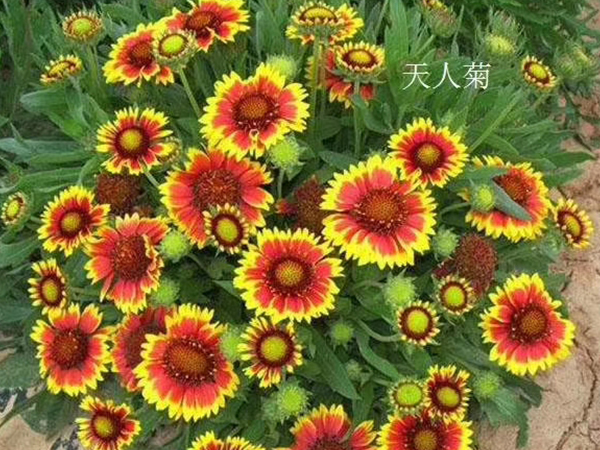 天人菊应该如何进行繁殖和养护？